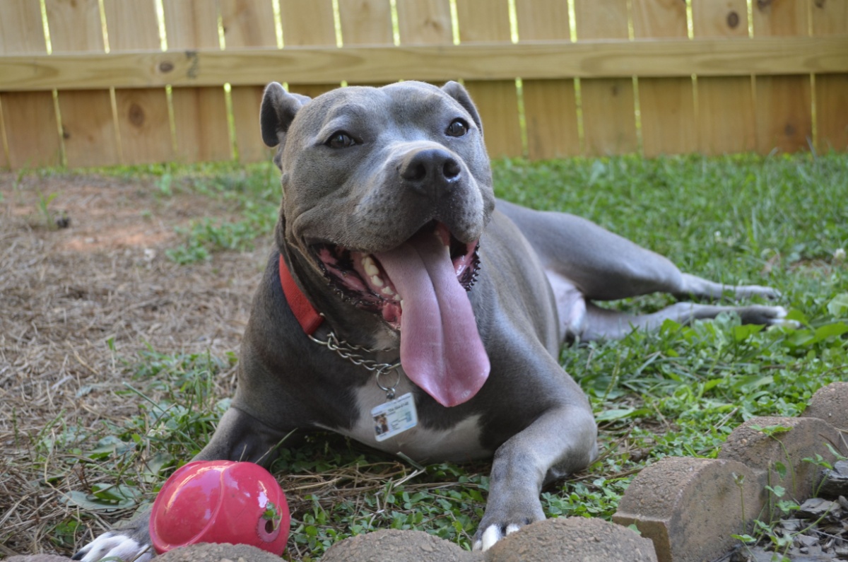 A gray and white dog panting after playing fetch and laying in the grass next to his red ball with a wooden fence in the background