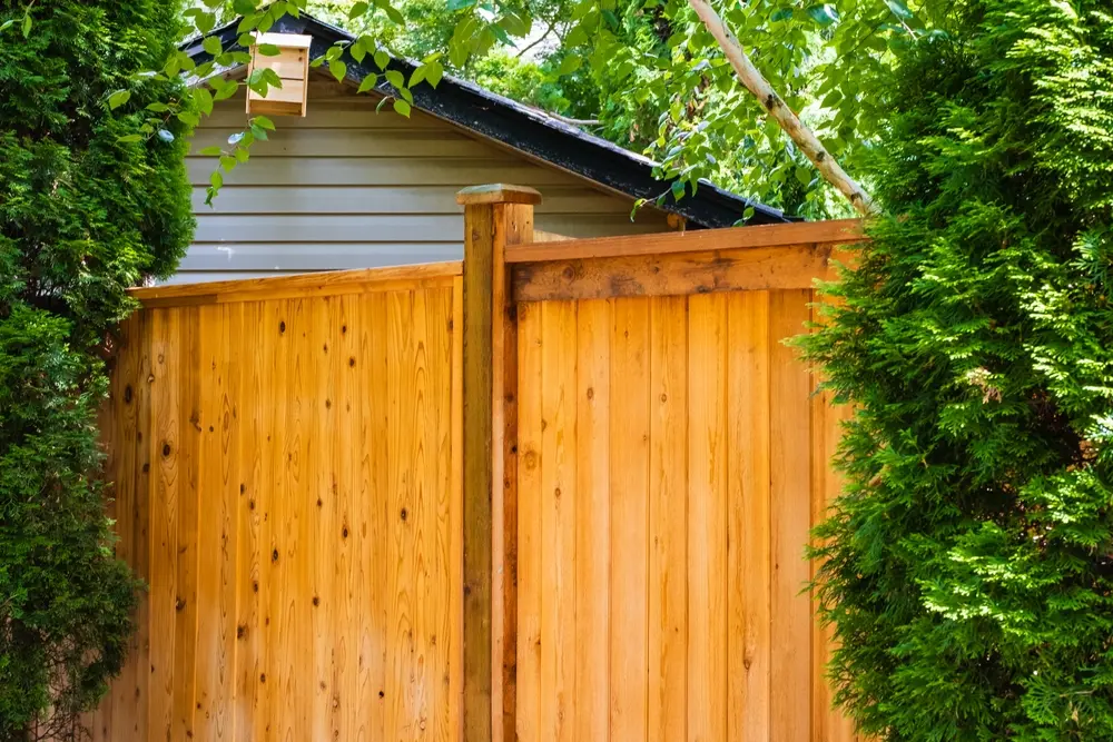 cedar fence